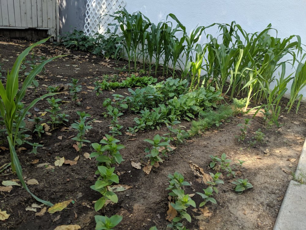 Shelter home garden homelessinla Corn and veggie garden in a backyard